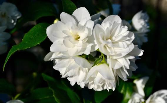Jasmine Plants — Browse 2 varieties
